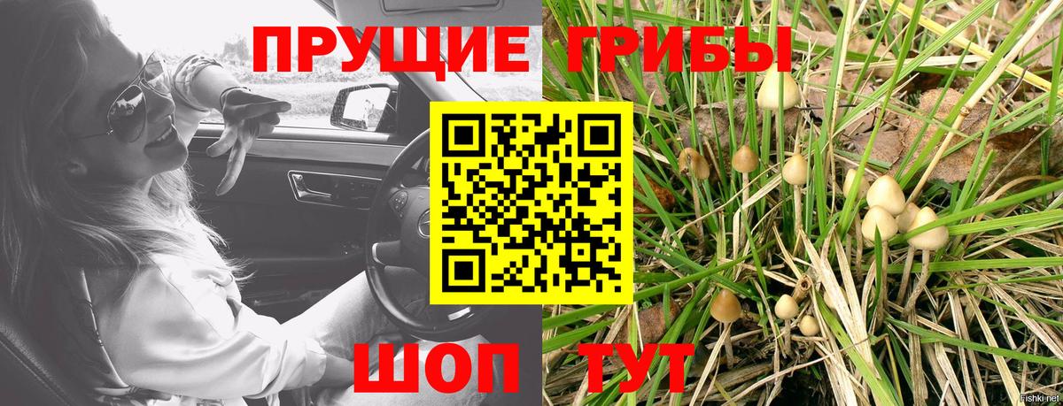 закладки  Вход с VPN  Алейск  Галлюциногенные грибы Psilocybe 